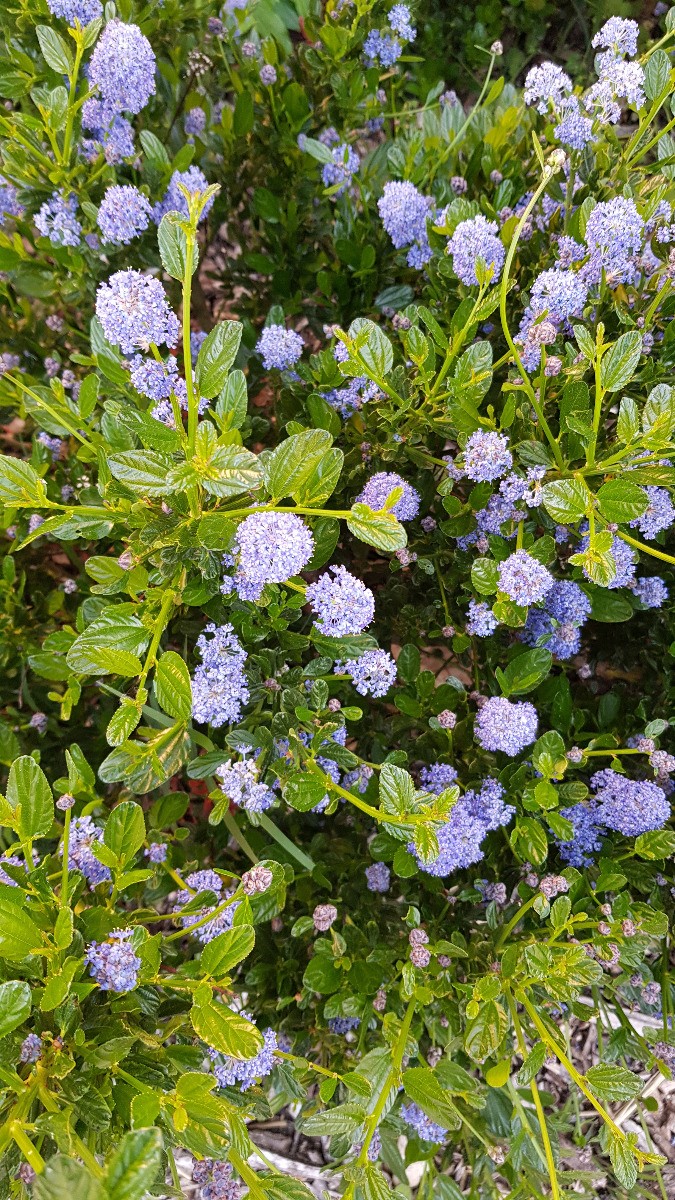 Ceanothus thrysiflorus Skylark Lilas de Californie Bleu arbuste en conteneur de 3L