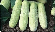 White Wonder Cucumber Seeds (25+ Seeds)(More Heirloom, Organic, Non GMO, Vegetab