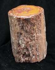 Beautiful Polished Arizona Rainbow Petrified Wood Log/Mineral Specimen &mdash;7.25&rdquo;