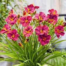 DAYLILY RUBY STELLA Live Perennial Bare Root Bulb Plant * Award Winner Rebloomer