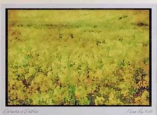England Countryside 298088 Rapeseed Crop In Cranfield A4 Watercolour print