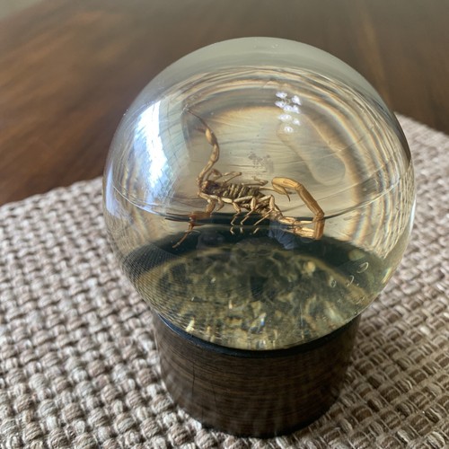 Vintage Nature Gems Skorpion pädagogische Einbettung 70er 80er Jahre Glas Insekten Display - Bild 5 von 6