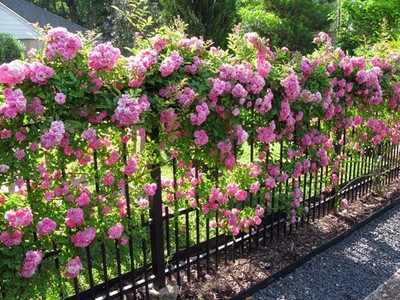 Peggy Martin Climbing Rose - Live Plant - ( 1 QT )