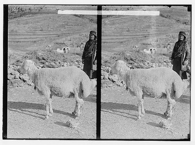 Fat-tailed sheep,Middle East,American Colony Photo,Shepherd,1900-1920