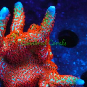 Cornbred's Forest Fire Digi - Frag - LIVE CORAL