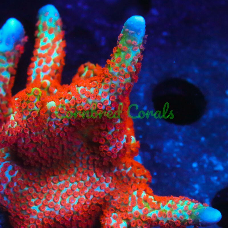Cornbred's Forest Fire Digi - Frag - LIVE CORAL