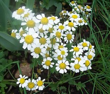 German Chamomile - Matricaria chamomile Hardy Annual, Fragrant, Medicinal 
