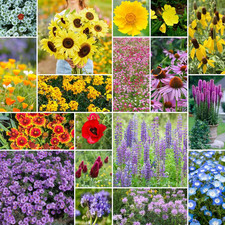 the Bees Knees Wildflower Mixed Seeds for Planting, 1 Lb, 480,000+ Seeds with Si 124.99 per gallon