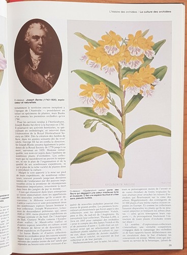 LES ORCHIDÉES de Brian WILLIAMS & Jack KRAMER Illustrations Edition Solar 1983 - Picture 8 of 12