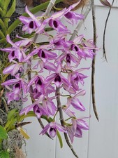 Dendrobium orchid Anosmum  Touch Of Class  Fragrant Mounted In Wood Basket