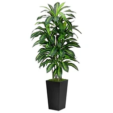 Artificial Dracaena Tree 5FT - Fake Tree with Tall Planter - Faux 5ft Black