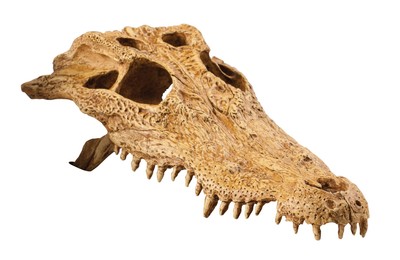 Exo Terra Croc Skull Hiding Place for Reptiles Amphibians Multi-Terrarium Decor