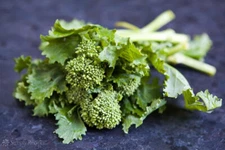 250 EARLY FALL RAPINI BROCCOLI SEEDS -  FRESH HARVEST FOR GARDENS
