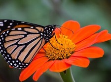 Sunflower Seeds - Large Orange Blooms, Drought-Tolerant, Mexican Torch Variety