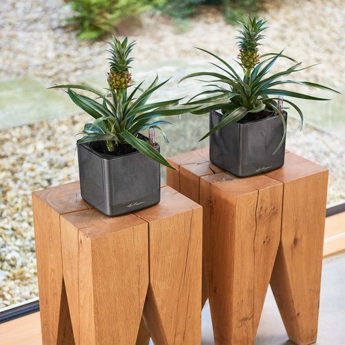 Macetas de plantas de interior CUBO LECHUZA cuadrada brillante polietileno resina autoriegable - Imagen 22 de 28
