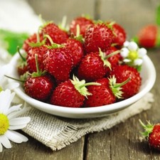 Woodland Strawberry Seeds Fruit Garden Plants Hardy 1 Packet of