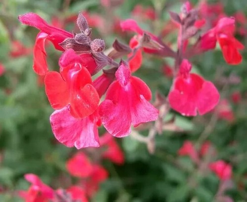 Herb plants, garden ready, 9cm pots lots of choice - Picture 26 of 298