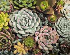 PINK PICASSO Adult Paint By Numbers Kit Sensitive Succulent 20 Hour Project New