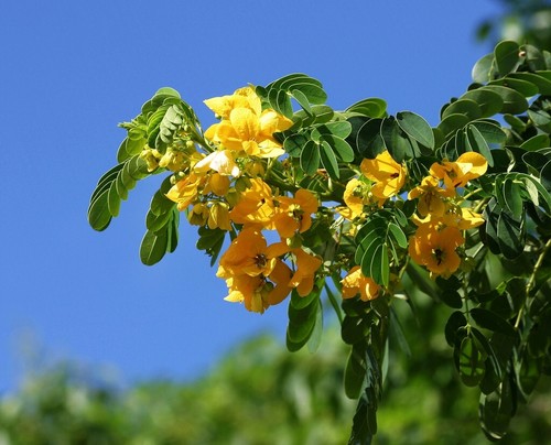 Senna surattensis, Cassia glauca, Senna sulfurea, Golden Cassia - 20 Sementes - 第 5/10 張圖片
