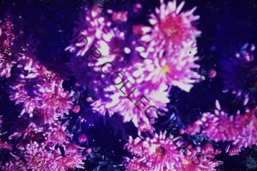 DIAPOSITIVA FOTO VINTAGE Flores 35mm Original Kodachrome Bristol Vivero 02406 - Imagen 2 de 2