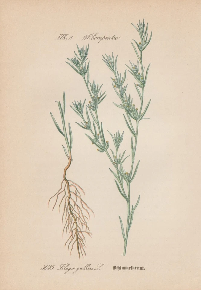 Französisches Filzkraut (Logfia gallica) CHROMOLITHOGRAFIE von 1887 Botanik - Bild 1 von 1
