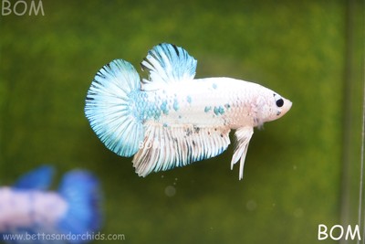 LIVE BETTA MALE BLUE MARBLE DOTS HMPK I BOM-A110