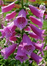 1000 Foxglove Seeds - Heirloom Non-GMO Digitalis purpurea herb