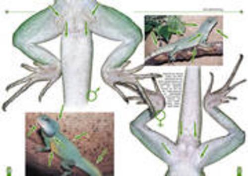 Thumbnail - Die Grüne Wasseragame Heiko Werning 9783937285320