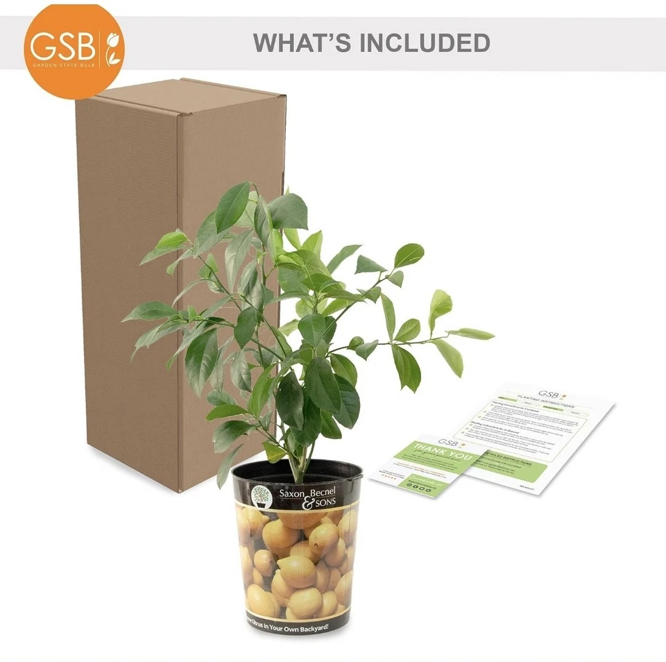 Meyer Lemon Tree, Citrus Live Plant (1 Gallon Growers Pot)  - Image 4 of 4