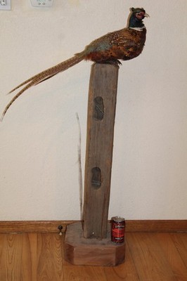 Chinese Ringneck Pheasant Rooster Taxidermy Log Cabin Decor Mount Mancave Bird