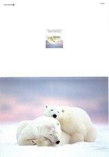 Christmas Holiday Greeting card. Polar bear.