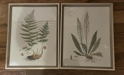 Botanical Fern Prints   Set of 2 Framed Wall Art by Studio Décor Farmington
