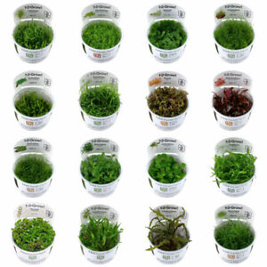 Tropica Live Aquarium Plants In Vitro 1 2 Grow Tropical Aquascaping Shrimp Safe Ebay