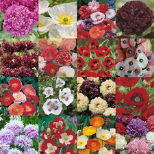 Poppy Seeds Selection by Johnsons Over 20 Varieties Flowers FREE UK DELIVERY