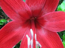 1 Amaryllis Bulb Deep Dream Hippeastrum ready for immediate shipment 6-12 cm.