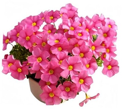 Oxalis Iron rubra Bulbs 2-6 Bulbs(10g) Good Luck Plant Fast Growing Year Round 