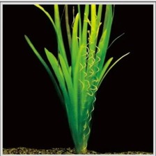 Live Tropical Aquarium Plant Bundle Easy Beginner Aquascaping Selection