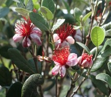 Feijoa sellowiana - fejoa (Alveolo forestale) - 20-60cm