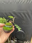 Mame Brazilian Rain Tree Bonsai