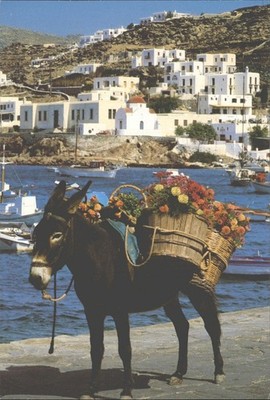 Griechische Insel Esel mit Blumen Hafen Dorf Postkarte