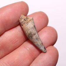 Museum Sized Quality Crocodile Tooth Fossil from Hell Creek Formation Cretaceous