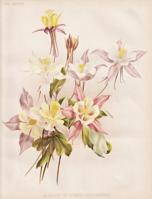 Aquilegia Akelei columbine botany Blume flower Botanik Robinson Litho