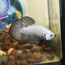 Black Dragon Plakat - Male betta 111