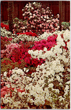 Longwood Gardens Kennett Square Pennsylvania Azalea House Bloom Vintage Postcard