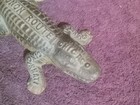 CHICAGO INDIANAPOLIS & LOUISVILLE "MONON" RAILROAD  CAST ALLIGATOR MATCH SAFE — photo 10