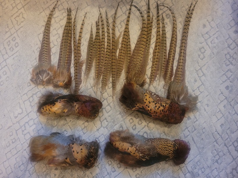 4 pheasant pelts and 2 dozen tail feathers