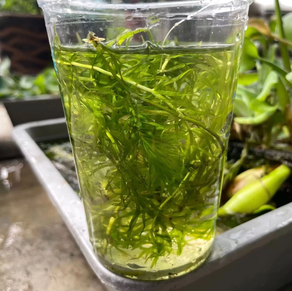 Hydrilla Tree, 150g+- per pack (ASFARM) - Image 4 of 4