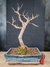 bonsai di gelso h 42 cm visita il negozio