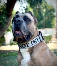 2" Heavy Duty Gray Tactical Nylon Quick Release Dog Collar and Leash Set