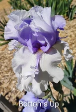Tall Bearded Iris Rhizome ~ "BOTTOMS UP" ~ Fresh and Healthy ~ SPACE AGE